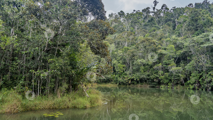 Скачать Тихая река изгибается в тропическом лесу. фотосток Ozero