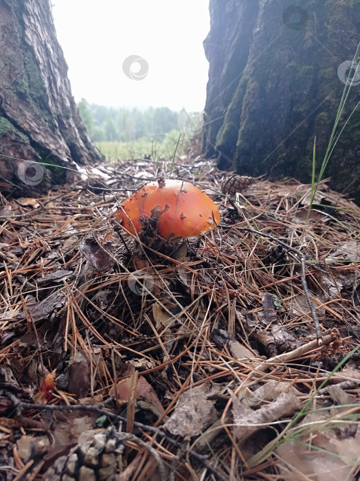 Скачать Мухомор между двумя деревьями фотосток Ozero