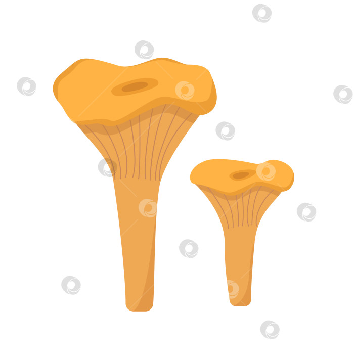 Скачать Вектор иконок двух цветных грибов осенних лисичек. Иллюстрация выделена белым цветом. фотосток Ozero
