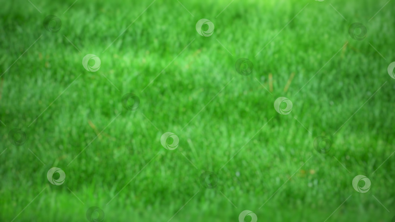 Размытый зеленый травяной фон. Зеленый фон. Текстура травы - Ozero -  российский фотосток