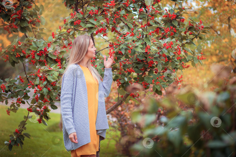 Скачать Молодая женщина в сером вязаном свитере гуляет по осеннему парку и смотрит на красные ягоды фотосток Ozero
