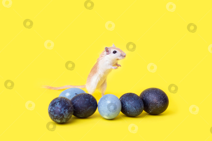 Скачать Рыжая мышка и красивые пасхальные яйца на желтом фоне. Домашняя песчанка фотосток Ozero