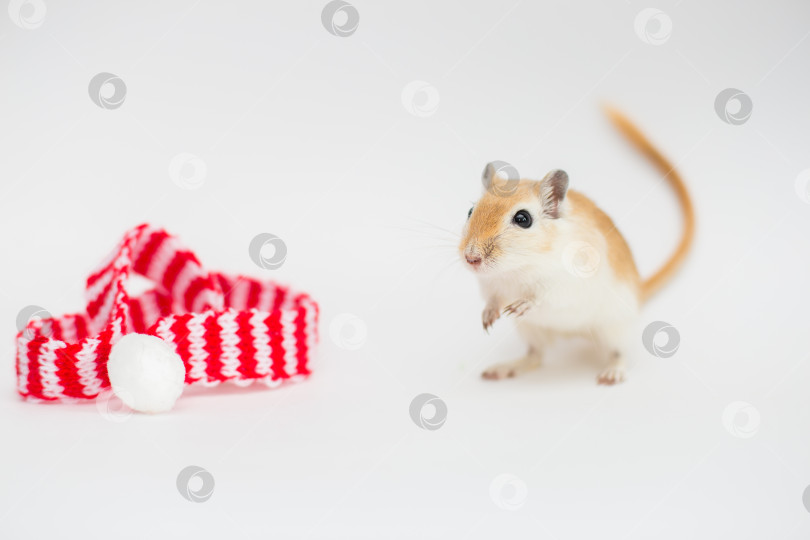 Скачать Красная мышь монгольская песчанка сибит на белом фоне рядом с красно-белым новогодним шарфом фотосток Ozero
