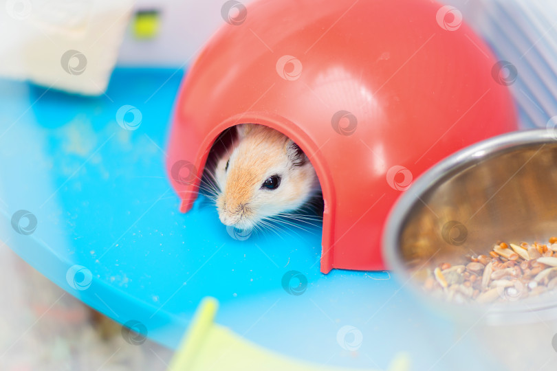 Скачать Рыжая домашняя мышь песчанка сидит в клетке в красном пластиковом домике фотосток Ozero