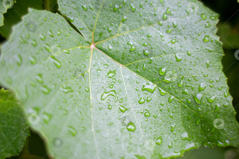 Скачать Большой зеленый лист винограда в каплях летнего дождя крупным планом фотосток Ozero
