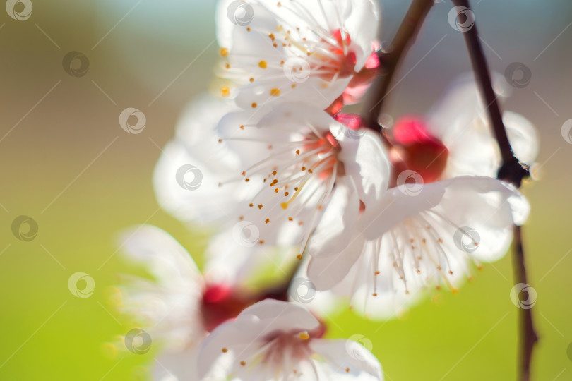 Скачать Цветы абрикосового дерева крупным планом. Весна пришла вместе с солнцем фотосток Ozero