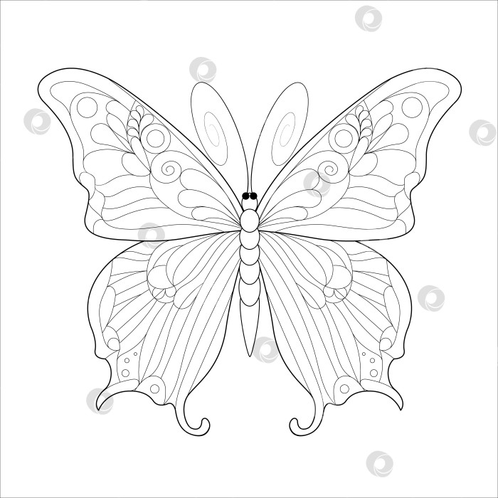 Бабочки, картинки для детей (74 рисунка) | Zamanilka
