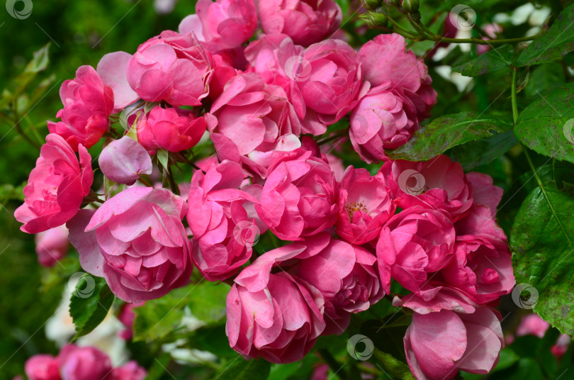Скачать Розовые розы фотосток Ozero