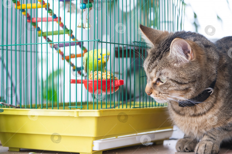 Скачать Домашняя кошка сидит возле клетки с попугаем, наблюдает за птицей, охотится. Содержание домашних животных в дружбе и вражде, стресс и взаимодействие с домашними животными фотосток Ozero