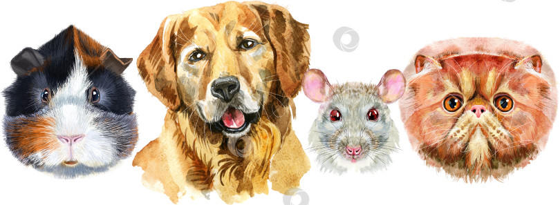 Скачать Рамка из акварельных портретов собаки, морской свинки, кошки и крысы фотосток Ozero