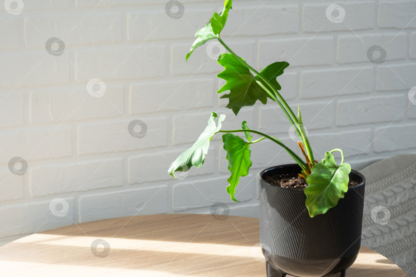 Скачать Рассада для выращивания популярного растения филодендрон ароидный в горшке на подставке в интерьере на белой кирпичной стене. Комнатные растения в горшках, зеленый декор дома, уход и выращивание фотосток Ozero