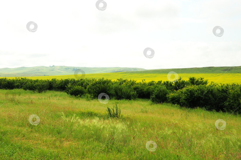 Скачать Широкая поляна рядом с полосой густых зарослей кустарника и цветущим полем рапса у подножия холмов в пасмурный летний день. фотосток Ozero