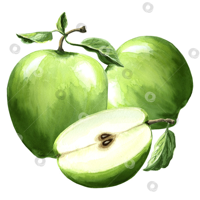 Скачать Акварельная иллюстрация зеленых яблок с листьями. Рисованная иллюстрация в формате JPG для дизайна. фотосток Ozero