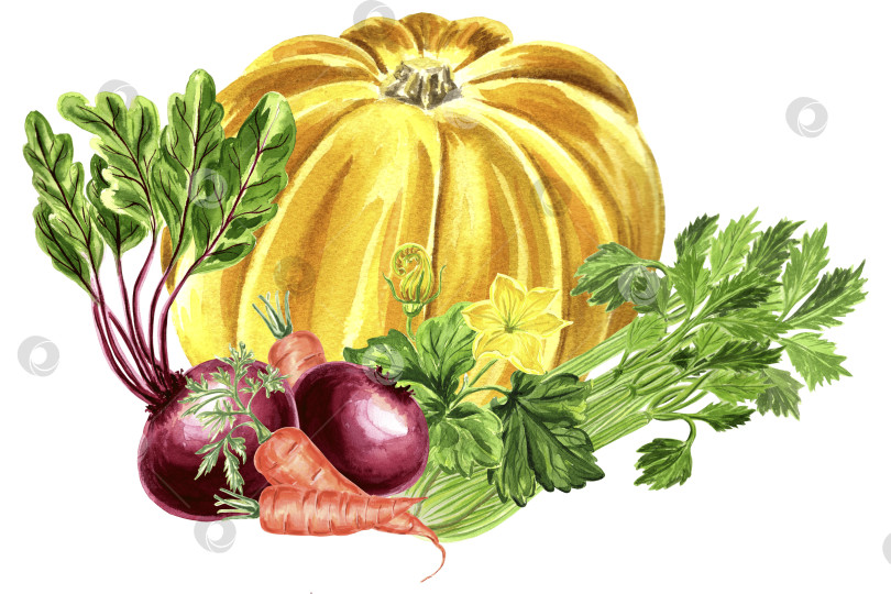 Скачать Акварельная иллюстрация с изображением желтой тыквы, свеклы, сельдерея и моркови. фотосток Ozero
