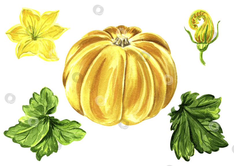 Скачать Набор акварельных иллюстраций с изображением желтой тыквы с листьями. Нарисованная от руки акварельная иллюстрация в формате JPEG для дизайна. фотосток Ozero