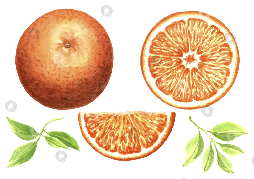 Скачать Установите акварельную иллюстрацию апельсина с листьями. Рисованная иллюстрация в формате JPG для дизайна. фотосток Ozero
