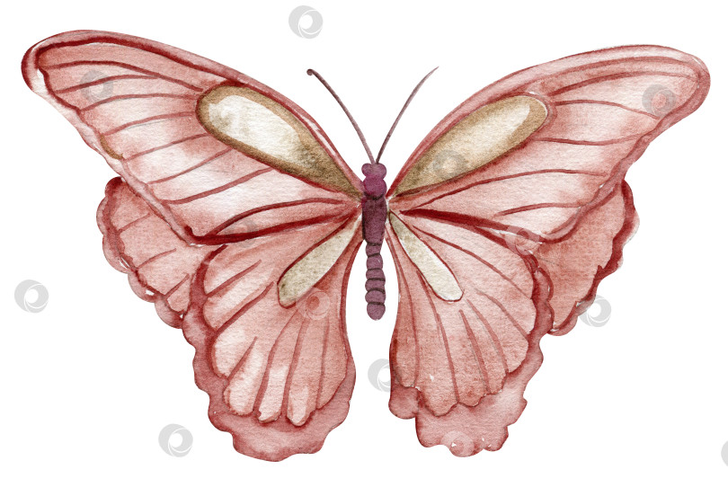 Скачать Акварельная разноцветная бабочка. Иллюстрация бабочки-монарха.Нарисованная от руки иллюстрация насекомого для поздравительных открыток, принтов, почтовых открыток. фотосток Ozero