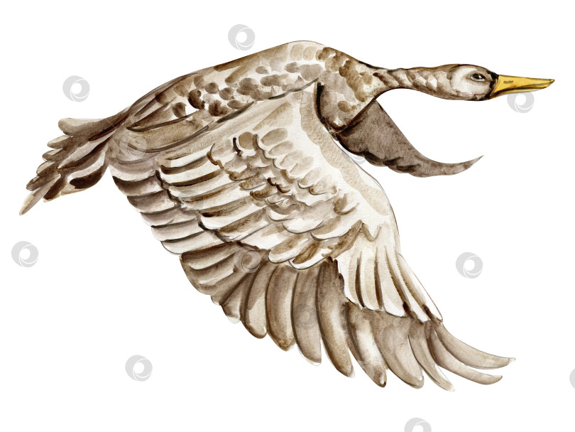 Скачать Нарисованная акварелью от руки птица-лебедь. Акварельная иллюстрация с изображением дикого животного. Идеально подходит для свадебных приглашений, поздравительных открыток, плакатов. фотосток Ozero
