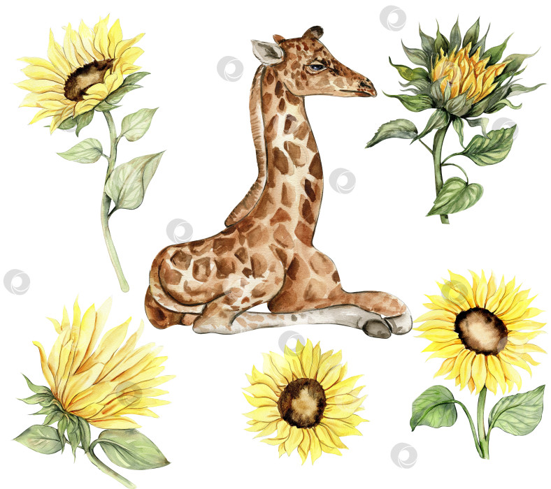 Скачать Набор акварельных иллюстраций с жирафом и подсолнухами. Мультяшное тропическое животное, экзотический дизайн летних джунглей. Нарисованный от руки дизайн для вечеринки в честь рождения ребенка, дня рождения, торта, поздравительной открытки, приглашения. фотосток Ozero