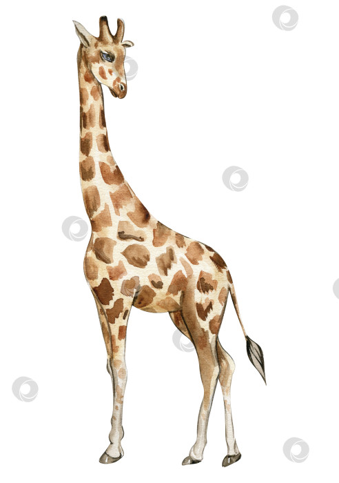 Скачать Акварельная иллюстрация жирафа, мультяшное тропическое животное, экзотический дизайн летних джунглей.Нарисованный от руки. Дизайн для вечеринки в честь дня рождения ребенка, дня рождения, торта, оформления праздничного торжества, поздравительной открытки, приглашения. фотосток Ozero