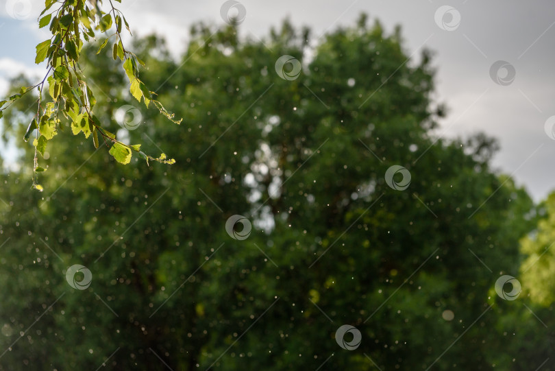 Скачать Капли дождя крупным планом на фоне зеленых деревьев фотосток Ozero