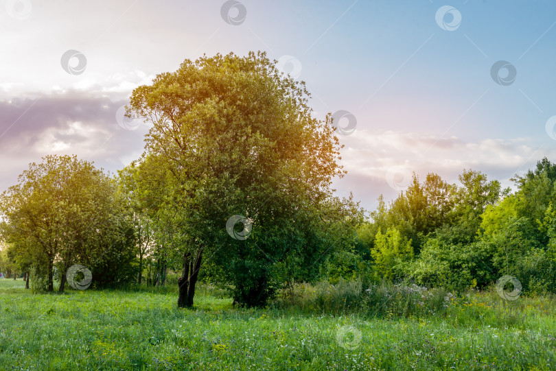 Скачать Красивый летний пейзаж - зеленые деревья и поле фотосток Ozero