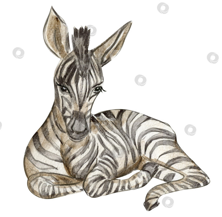 Скачать Иллюстрация зебры, нарисованное вручную тропическое животное акварельного цвета. Дизайн для вечеринки в честь дня рождения ребенка, дня рождения, торта, оформления праздничного торжества, поздравительной открытки, приглашения. фотосток Ozero