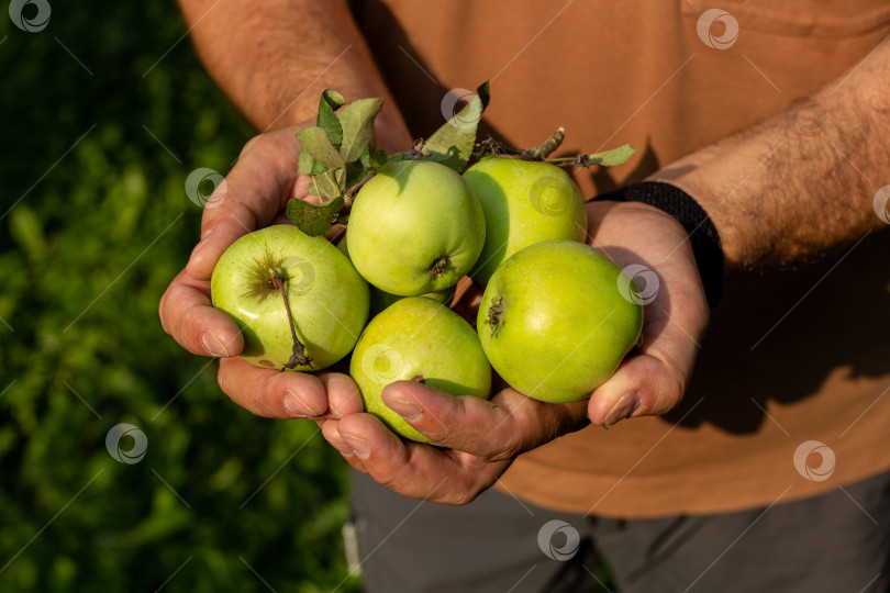 Скачать Зрелые зеленые яблоки в руках мужчины, собирающего урожай фотосток Ozero