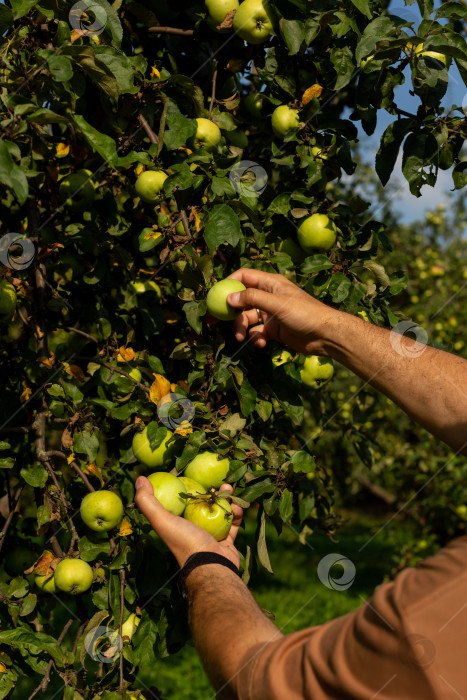 Скачать Мужчина собирает урожай спелых зеленых яблок фотосток Ozero