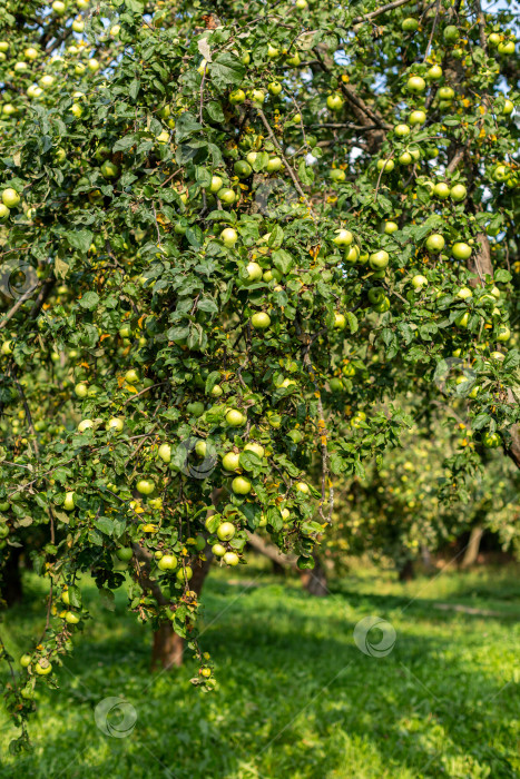Скачать Яблоневый сад со спелыми зелеными яблоками фотосток Ozero