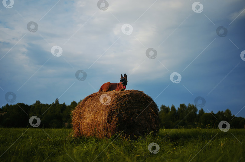 Скачать собака на сене фотосток Ozero