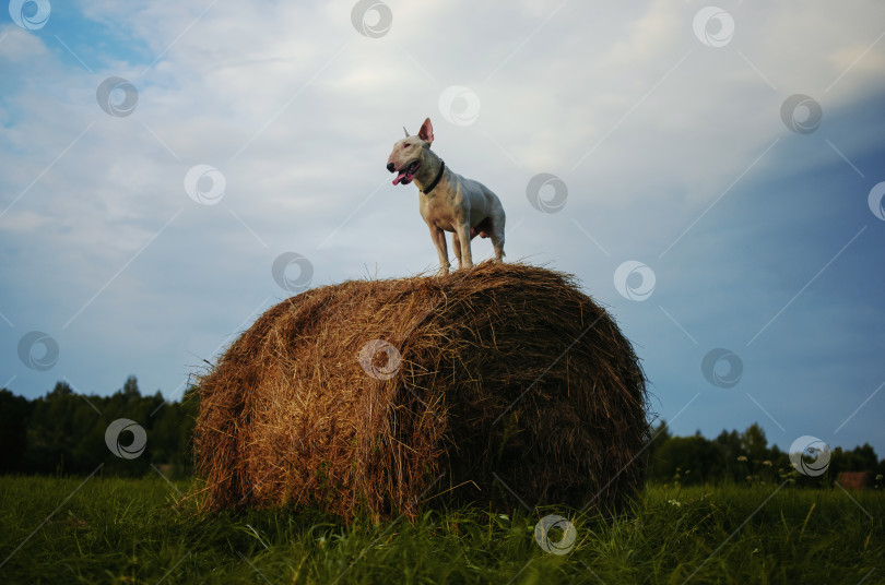 Скачать собака на стоге сена фотосток Ozero