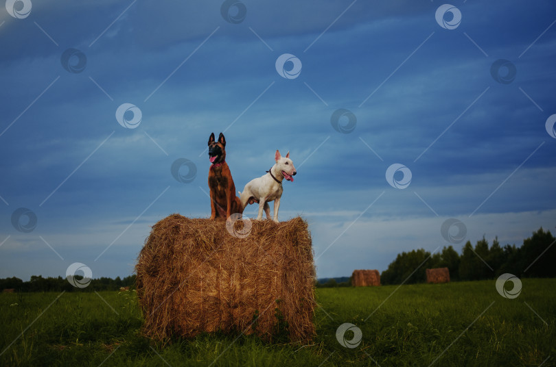 Скачать две собаки фотосток Ozero