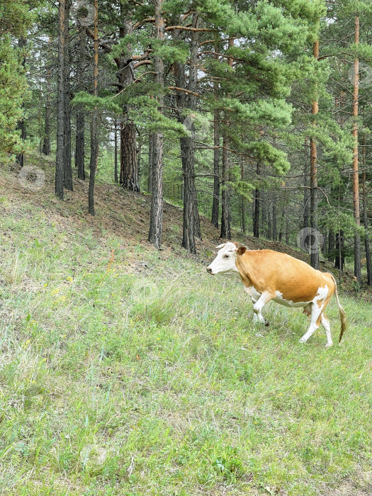 Скачать Корова идет в гору по лесу фотосток Ozero