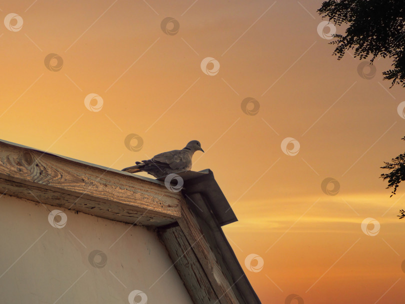 Скачать Дикий голубь сидит на краю крыши на фоне оранжевого рассветного или закатного неба. Жизнь птиц в дикой природе. Серый голубь на металлической крыше фотосток Ozero