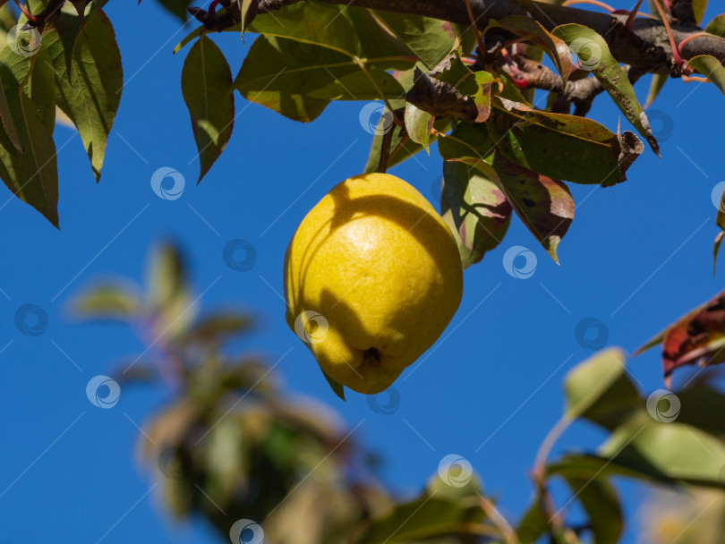 Скачать Желтая спелая груша висит на ветке дерева на фоне голубого неба. Выращивание органических фруктов. Сочный плод груши на дереве фотосток Ozero