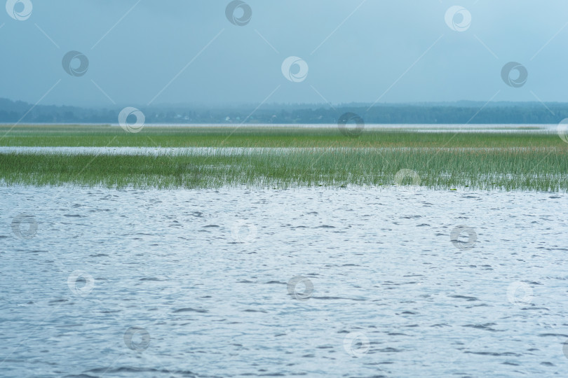 Скачать природный ландшафт, обширное мелководное озеро с заросшими тростником берегами в дождливый день фотосток Ozero