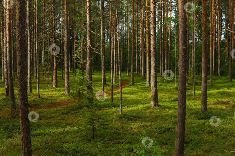Скачать лесной пейзаж, вид на бореальный сосновый лес с тропинкой среди мха фотосток Ozero