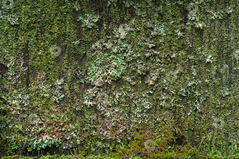 Скачать фон, текстура - поверхность, полностью покрытая лишайниками и мхом фотосток Ozero
