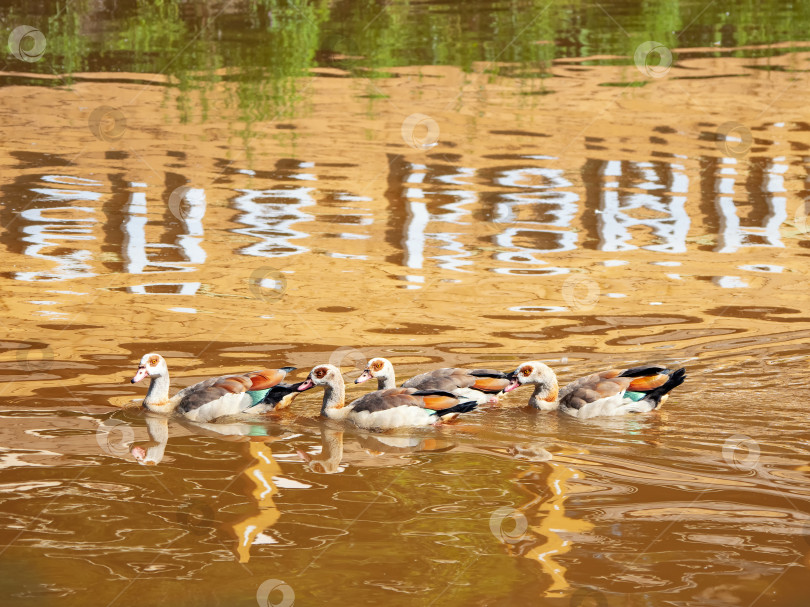 Скачать Стая нильских гусей красиво плавает по красной воде с отражением. фотосток Ozero