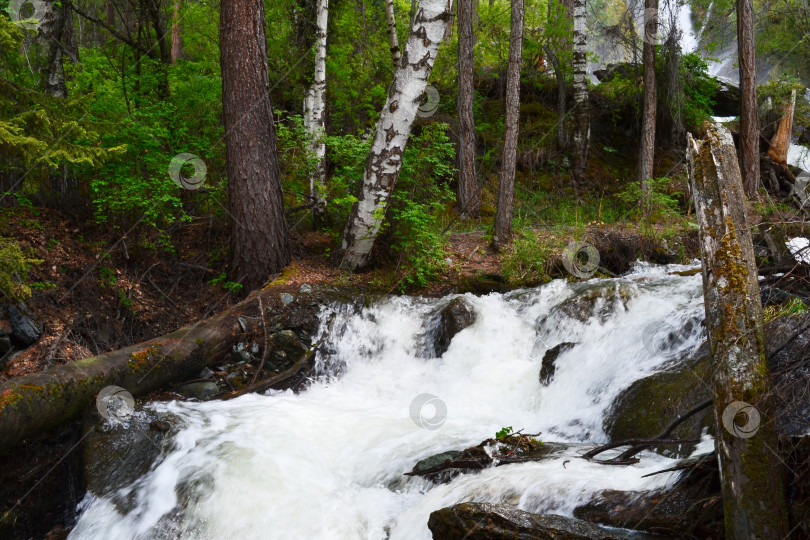 Скачать Горный Алтай, Россия, горная бурная река, водопад в лесу, сильное течение, отдых на природе вдали от цивилизации фотосток Ozero