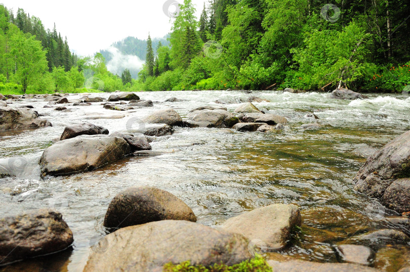 Скачать Большие гладкие камни в русле небольшой бурной реки, текущей с гор, покрытых туманом, через утренний лес после дождя. фотосток Ozero
