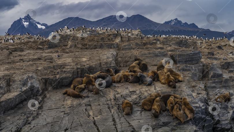 Скачать Семья бурых морских львов отдыхает фотосток Ozero
