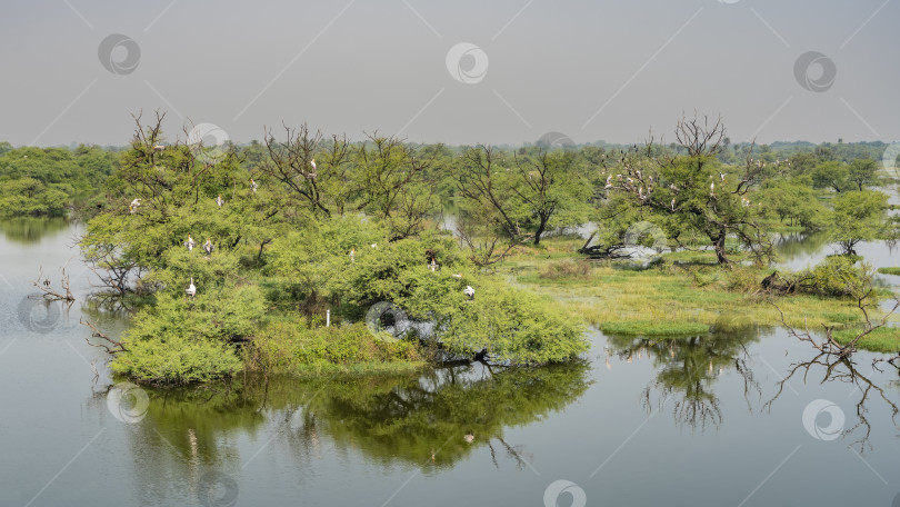 Скачать В болотистой местности растут раскидистые деревья и зеленая трава. фотосток Ozero
