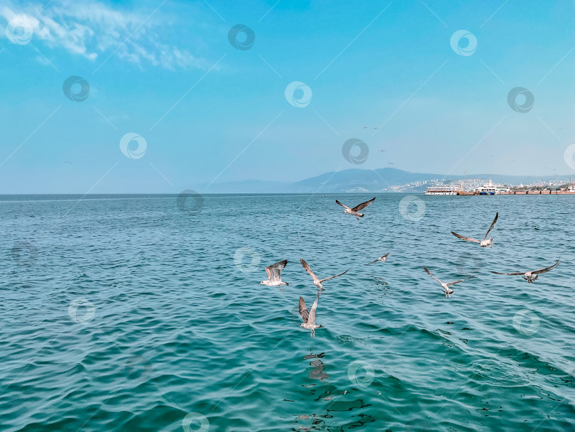 Скачать Чайки летают в голубом небе над синим морем на фоне гор фотосток Ozero