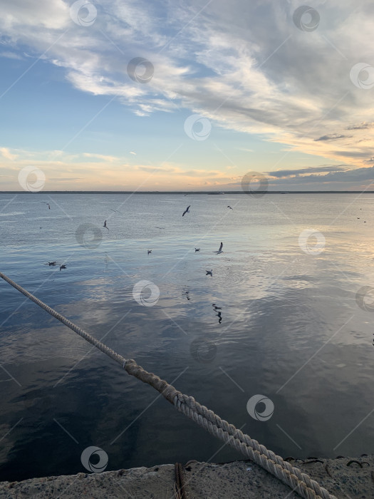 Скачать Чайки на фоне воды фотосток Ozero