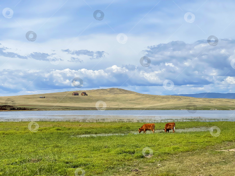 Скачать Коровы пасутся недалеко от озера Байкал, Россия фотосток Ozero