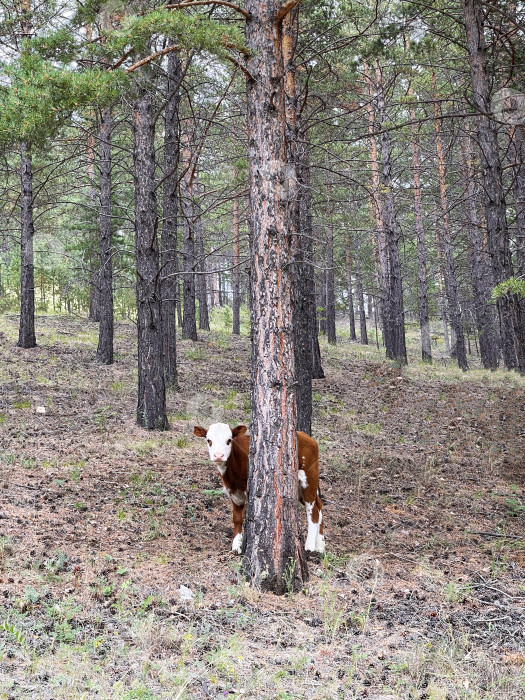 Скачать Теленок прячется за деревом в лесу, выглядывает из-за ствола дерева фотосток Ozero