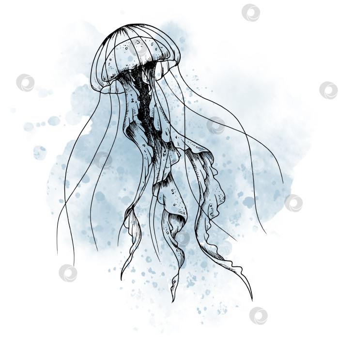 Скачать Рисунок медузы акварельным синим пятном. графическая иллюстрация желейной рыбки, нарисованной черными чернилами на изолированном фоне. Эскиз подводного животного океана для иконки или логотипа в стиле контура фотосток Ozero