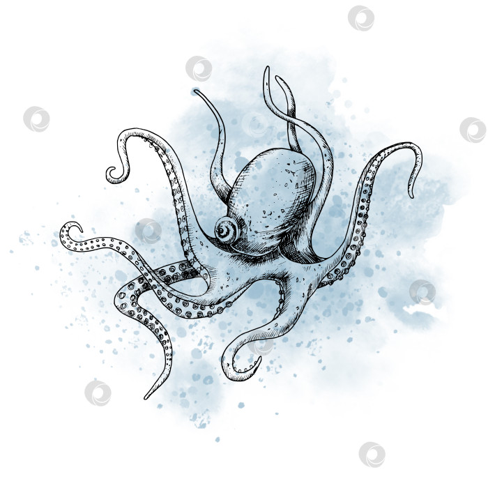 Скачать Рисунок морского осьминога акварельным синим пятном. Графическая иллюстрация океанской рыбы, нарисованная черными чернилами на изолированном фоне. Эскиз морского подводного животного для значка или логотипа в контурном стиле фотосток Ozero